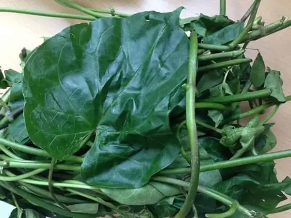 Utazi  Leaves